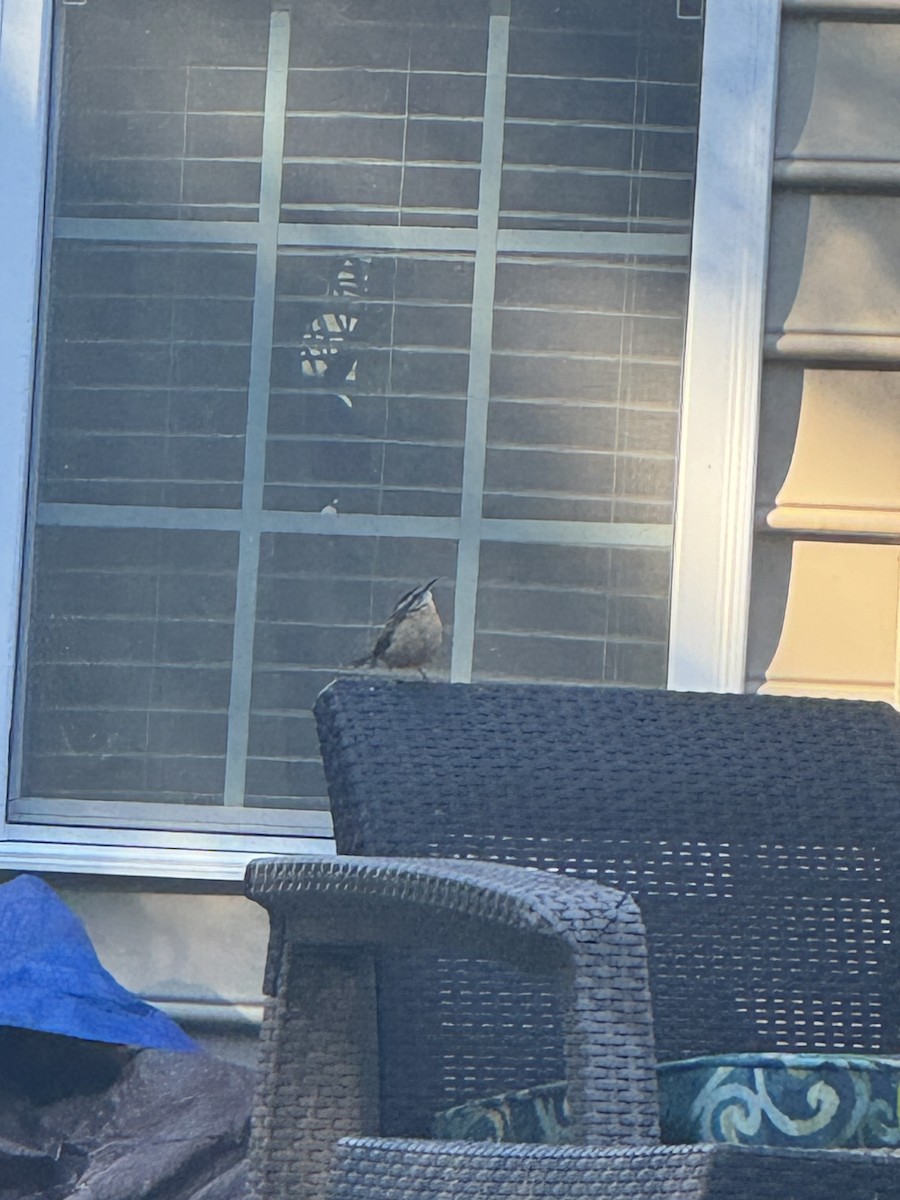 Carolina Wren - ML625156593