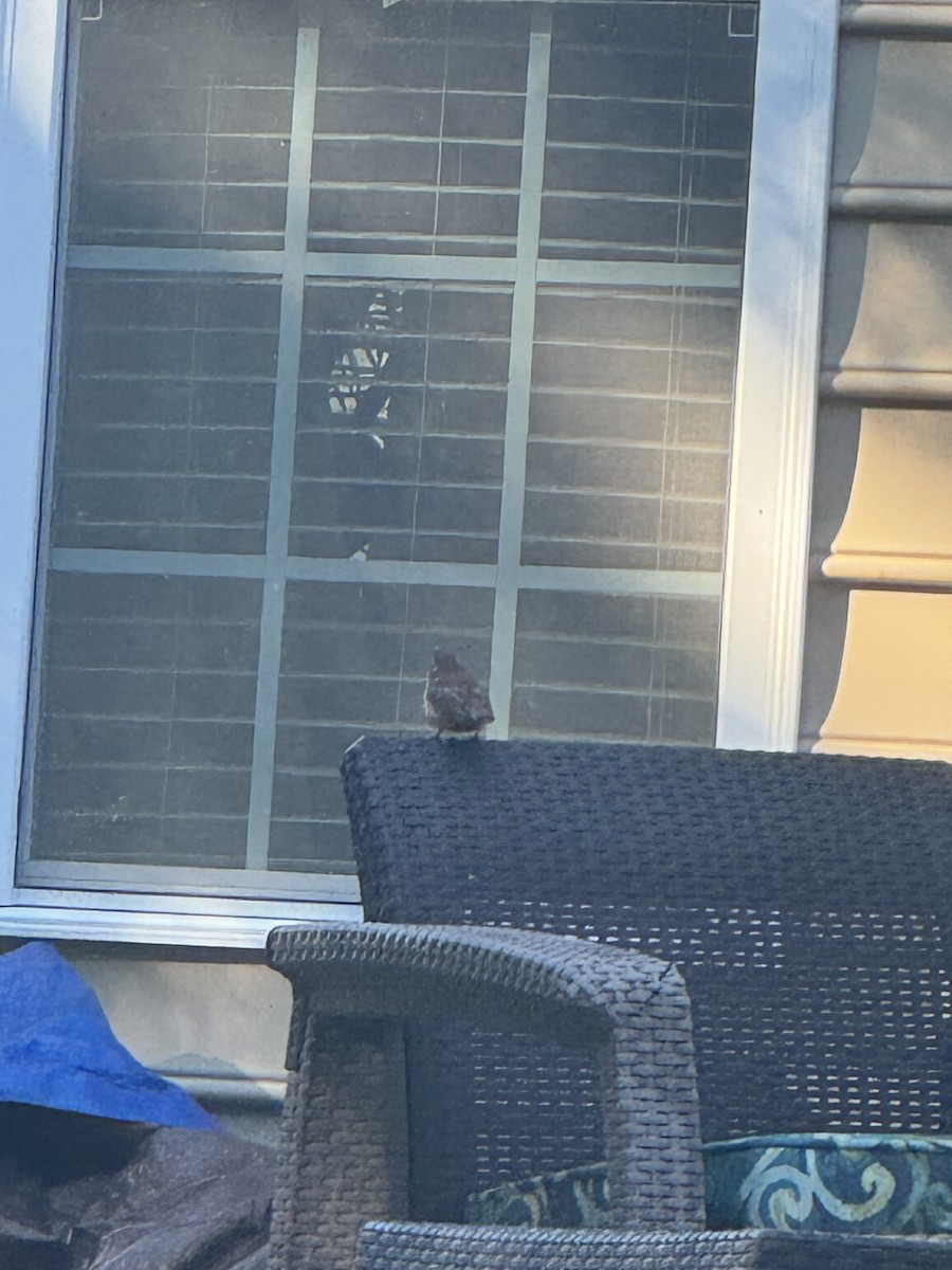 Carolina Wren - ML625156594