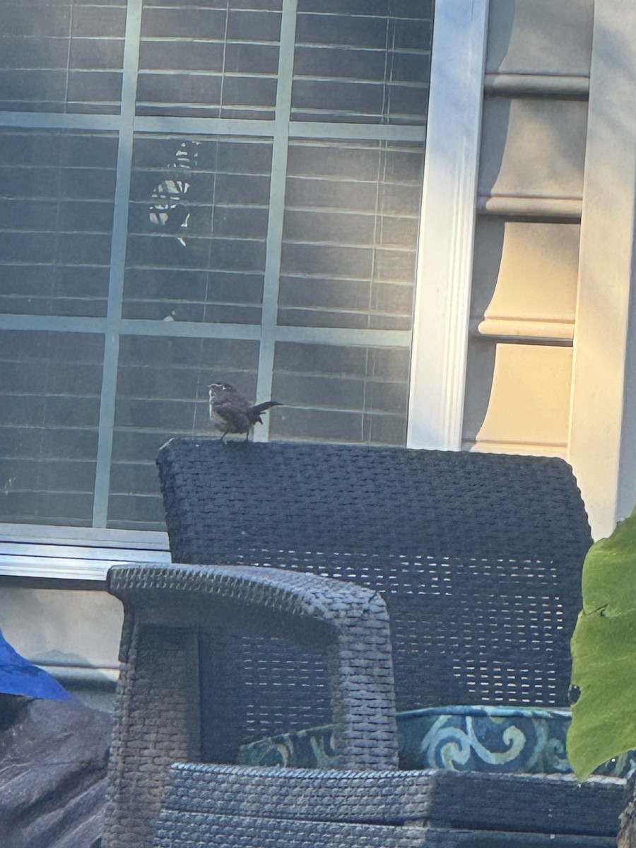 Carolina Wren - ML625156595