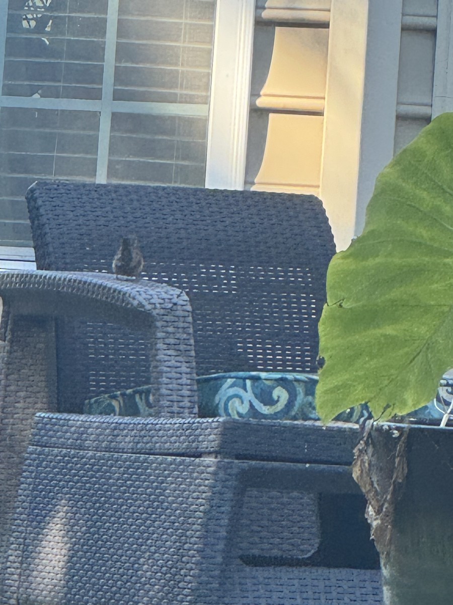 Carolina Wren - ML625156596