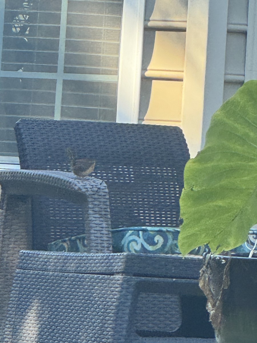 Carolina Wren - ML625156597