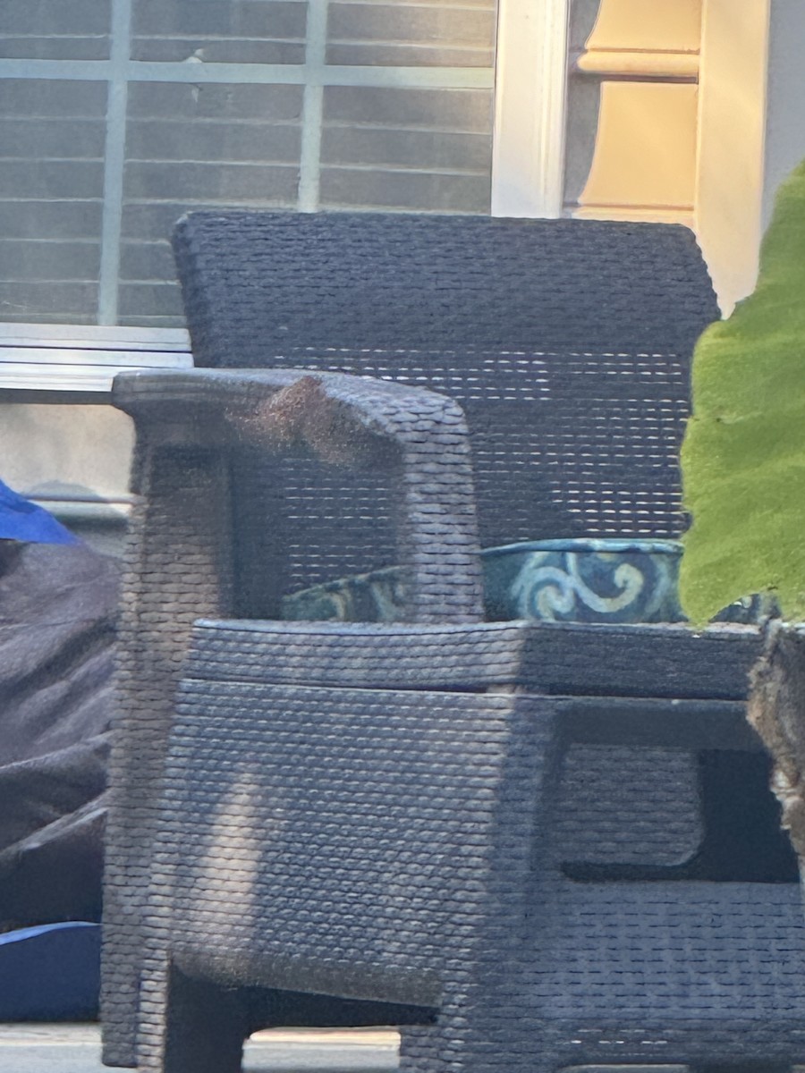 Carolina Wren - ML625156598