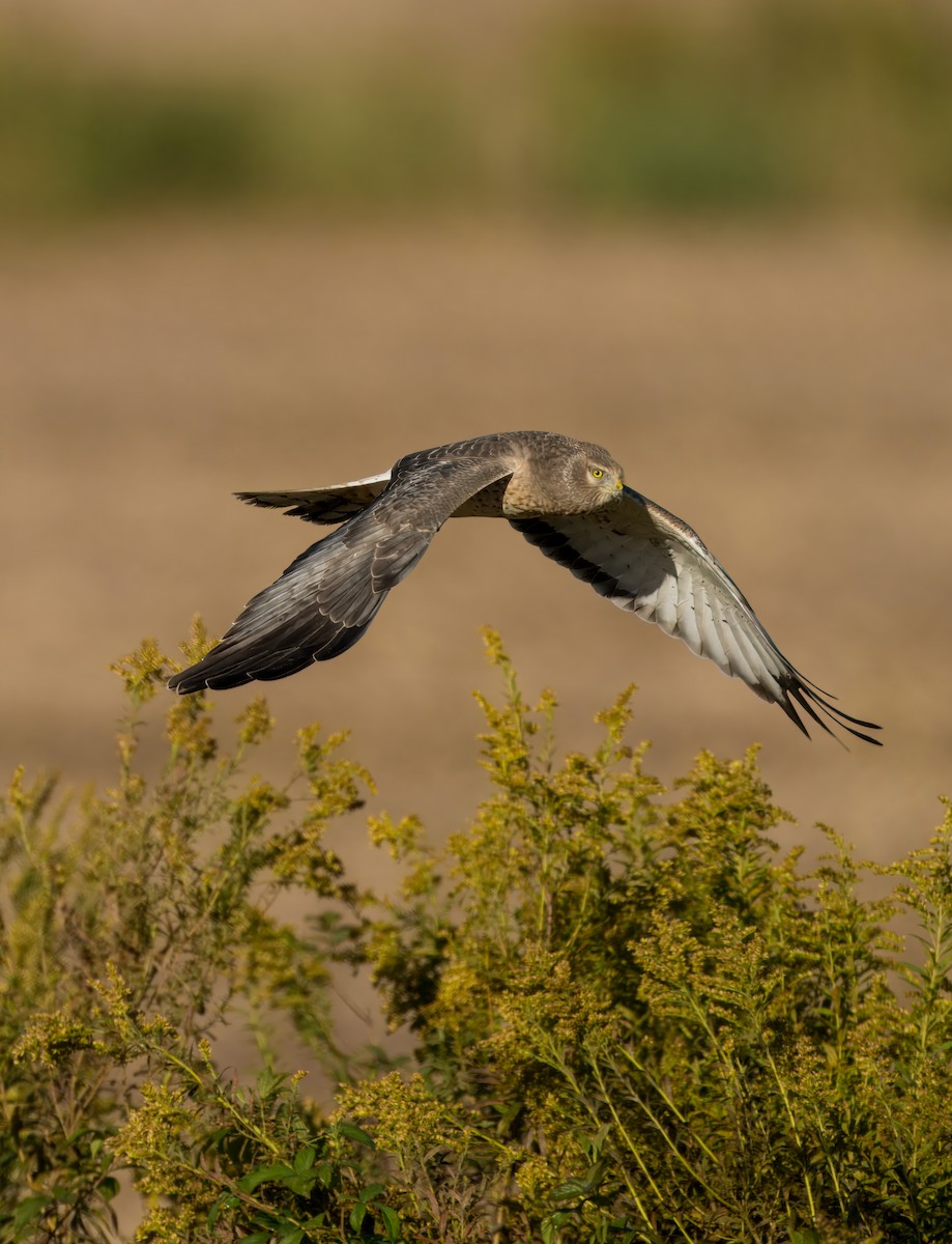 Northern Harrier - ML625156610