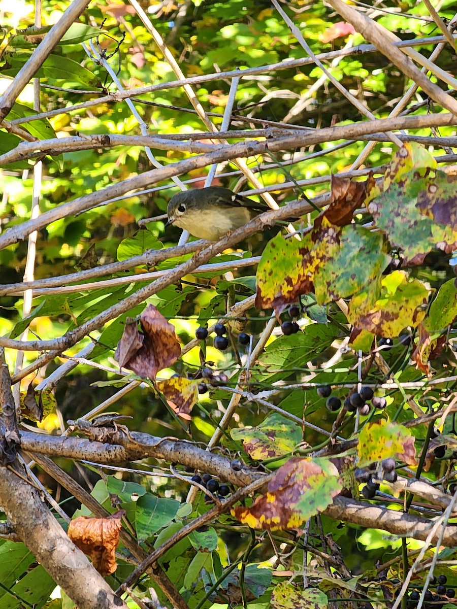 Ruby-crowned Kinglet - ML625156614