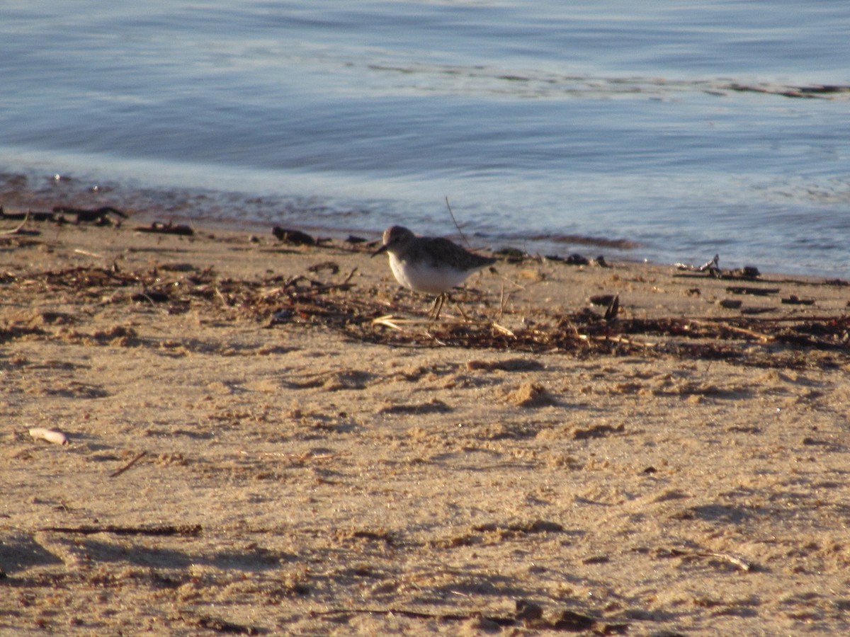 Least Sandpiper - ML625156680