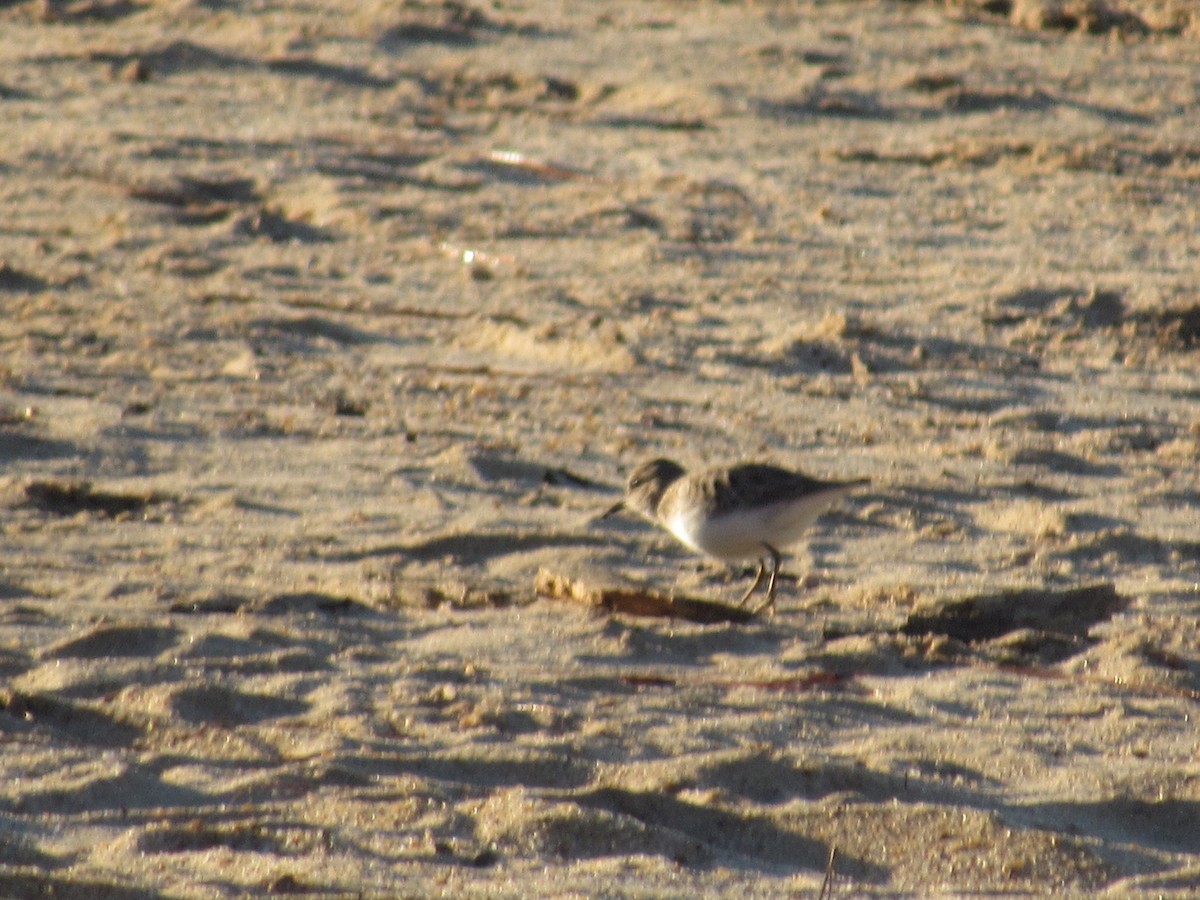 Least Sandpiper - ML625156681