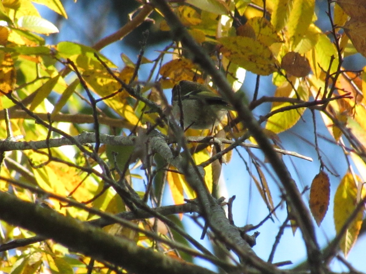 Golden-crowned Kinglet - ML625156698