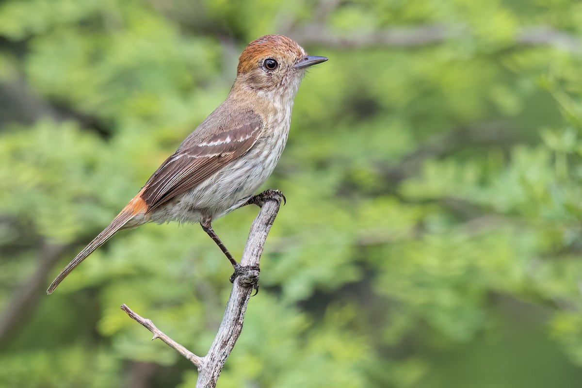 Cinereous Tyrant - Dubi Shapiro