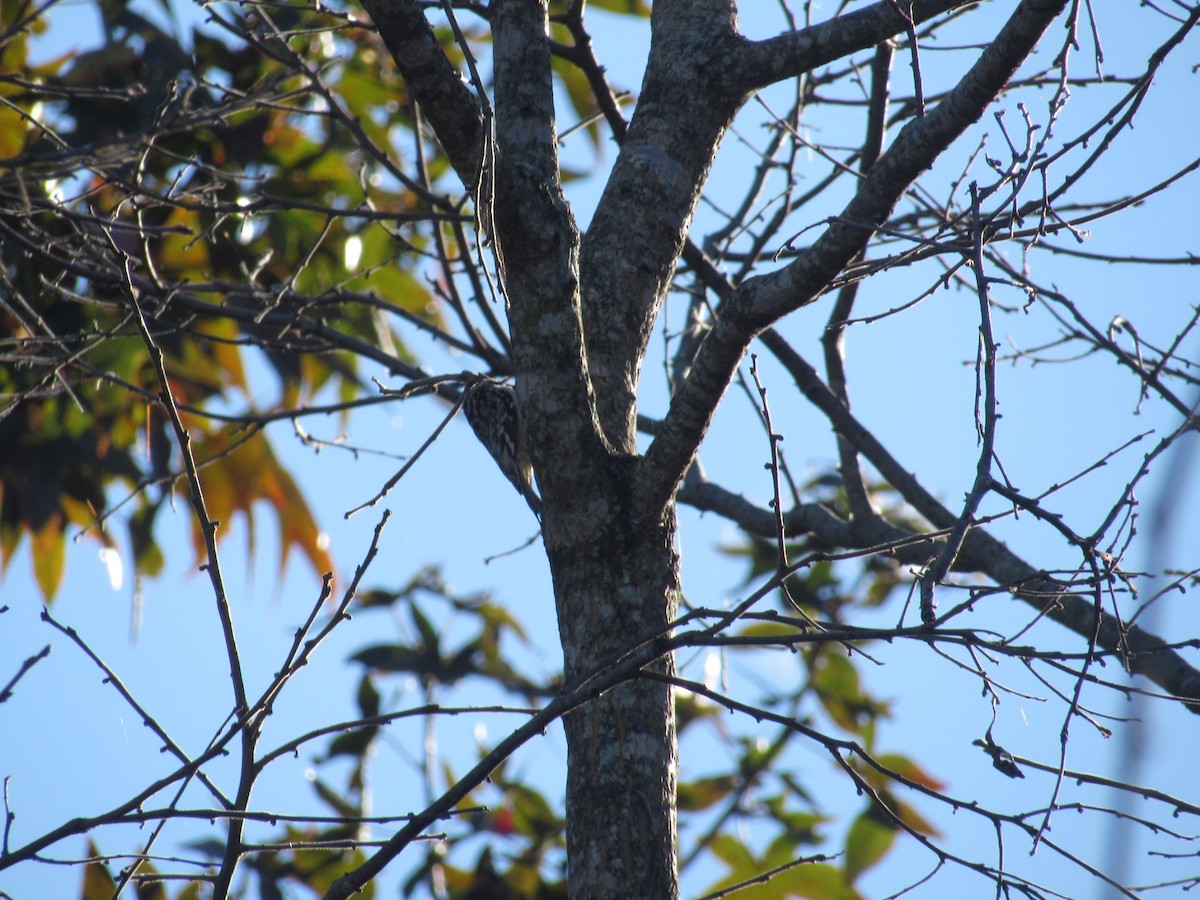 Brown Creeper - ML625156702