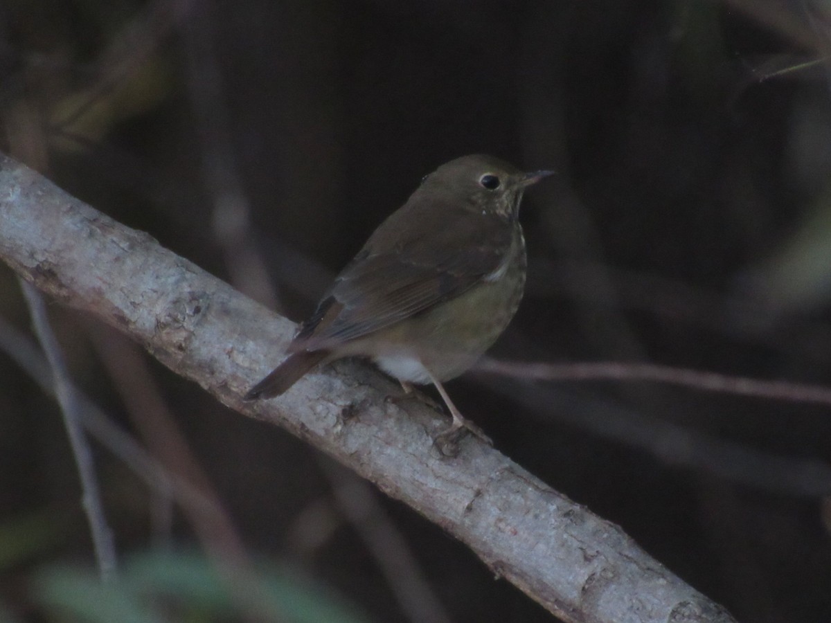 Hermit Thrush - ML625156707