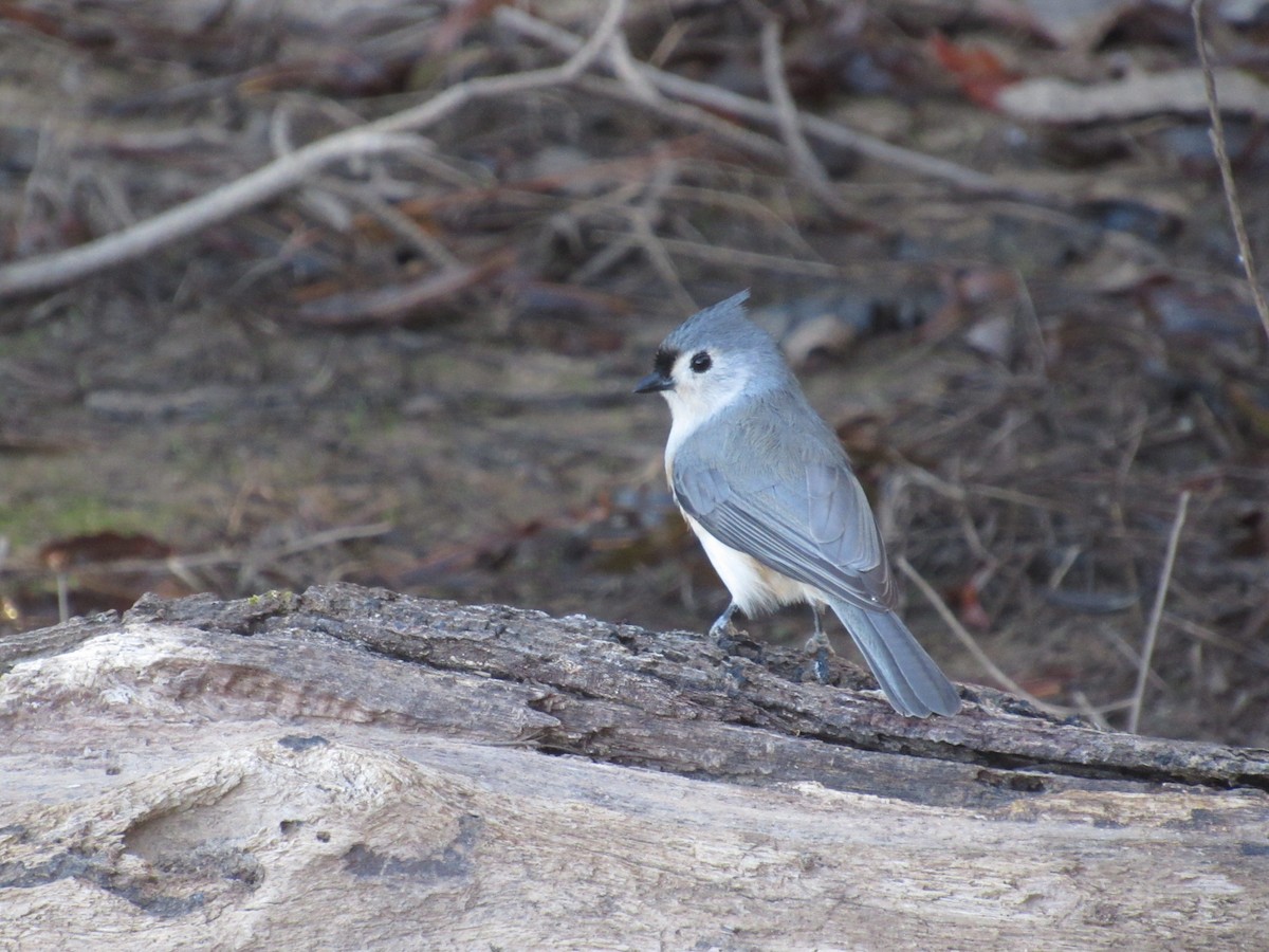 Tufted Titmouse - ML625156721