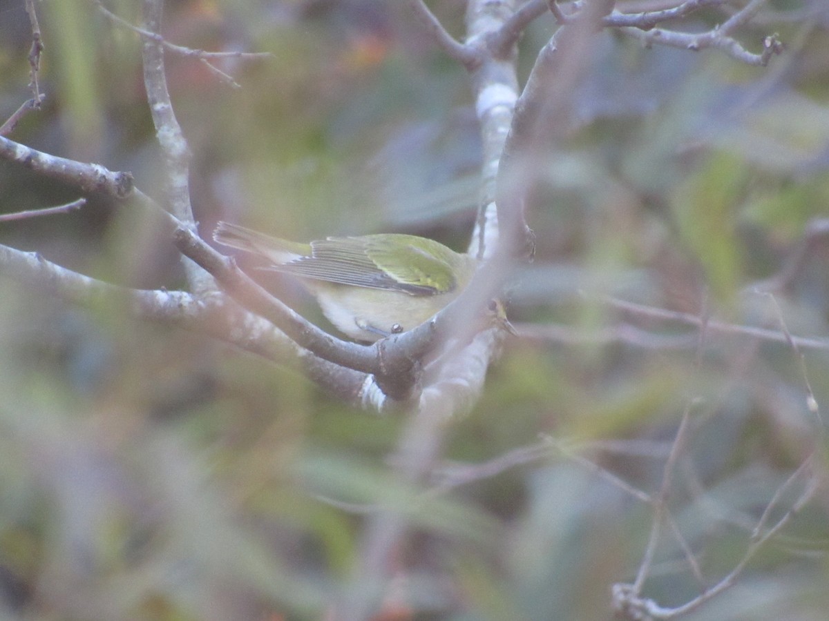Tennessee Warbler - ML625156734
