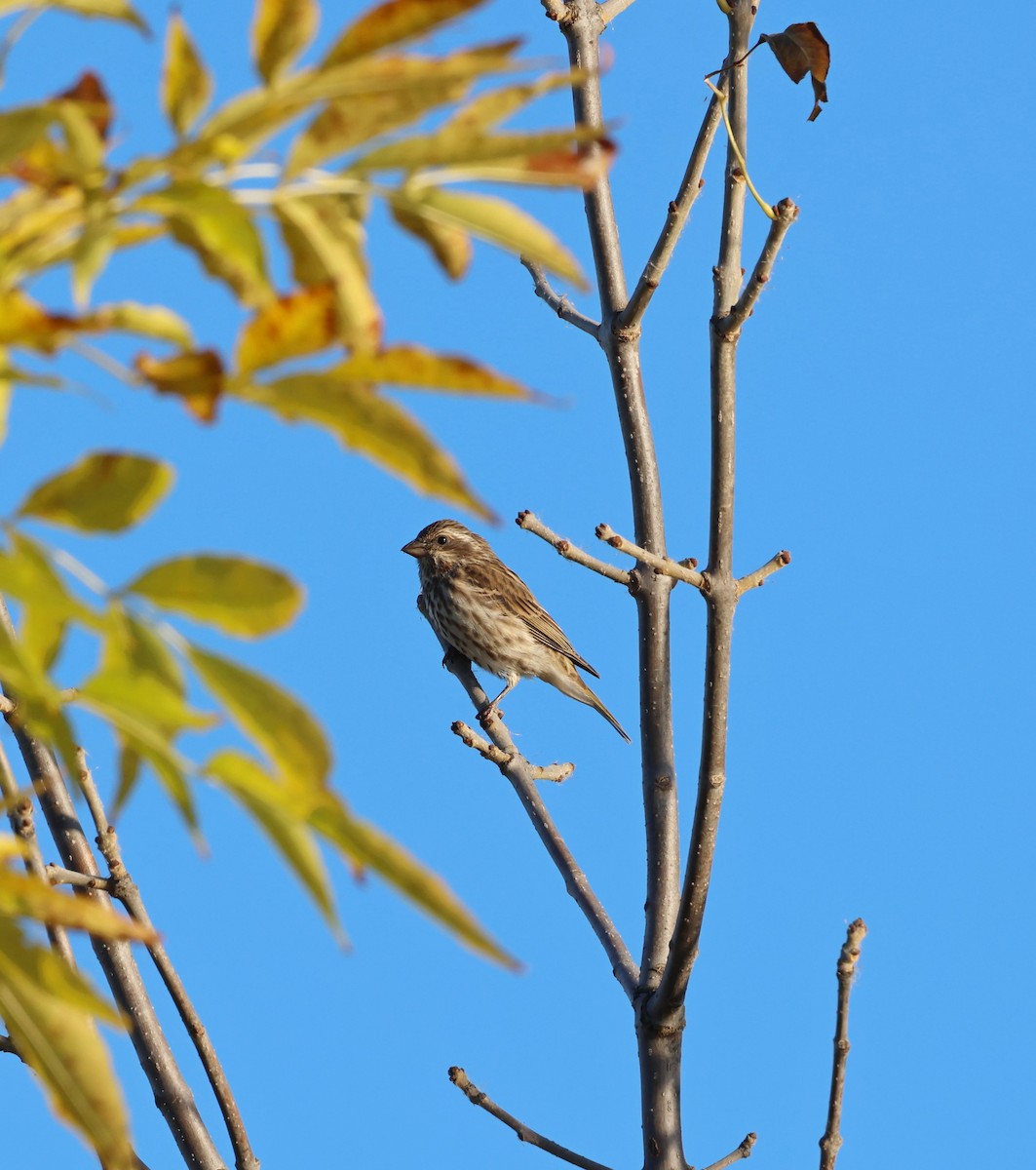 Purple Finch - ML625156774