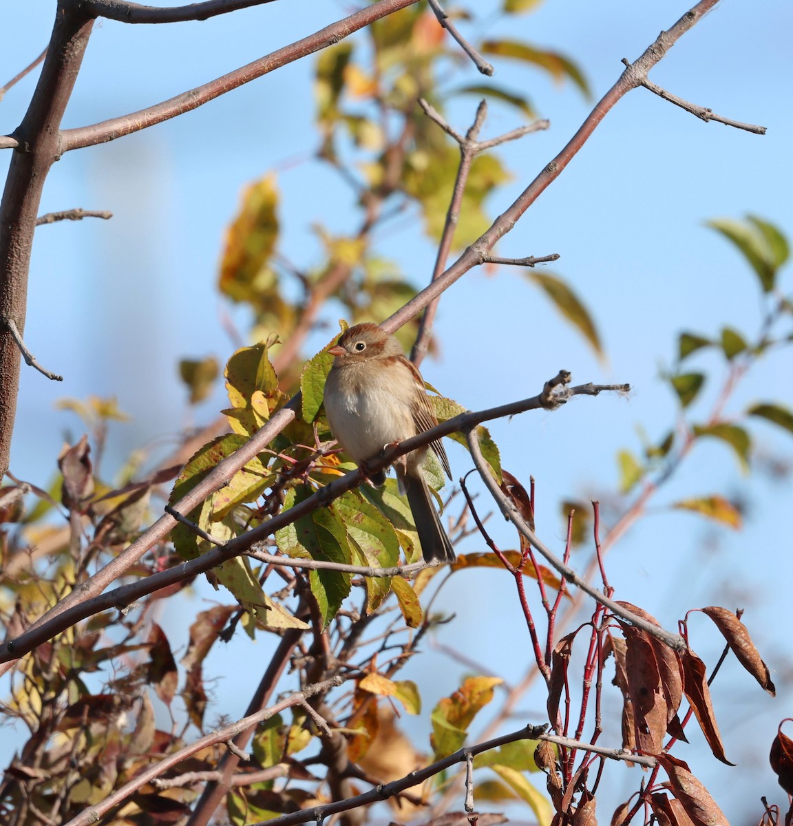 Field Sparrow - ML625156779