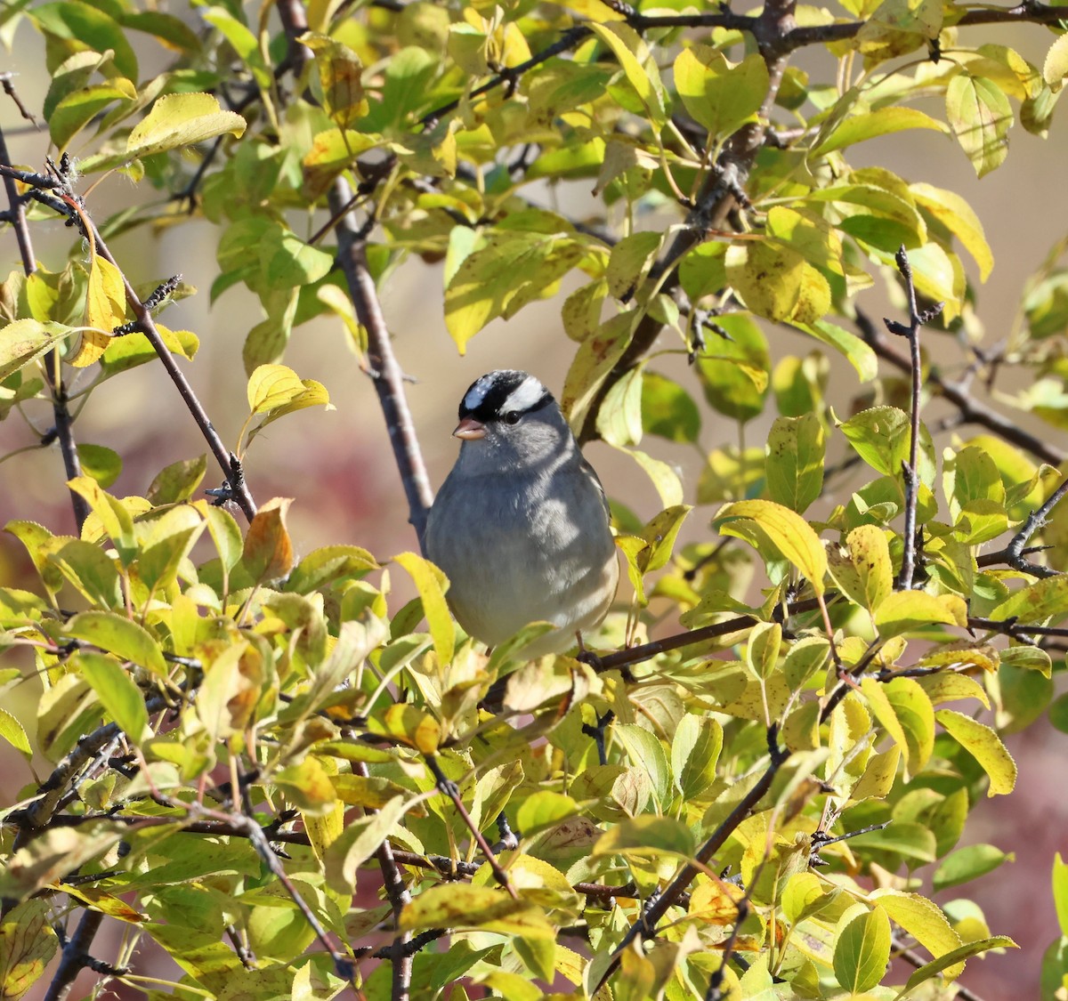 White-crowned Sparrow - ML625156787