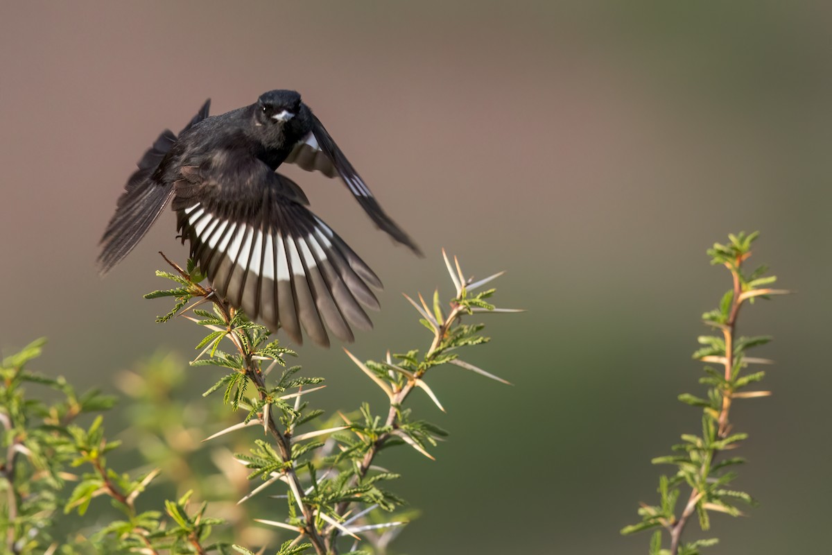 White-winged Black-Tyrant - Dubi Shapiro