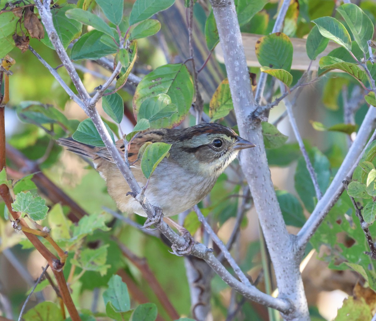 Swamp Sparrow - ML625156798