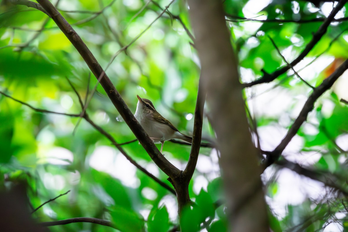 Pale-legged Leaf Warbler - ML625156842