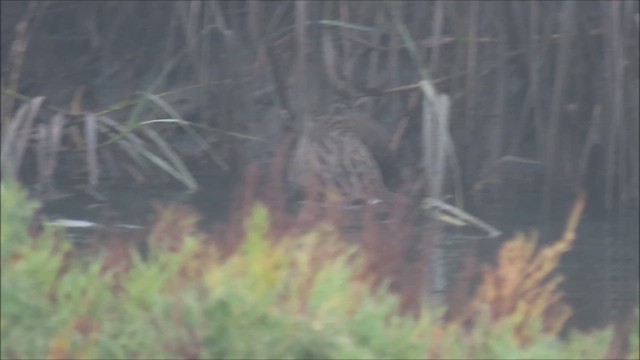Ridgway's Rail (Light-footed) - ML625156855