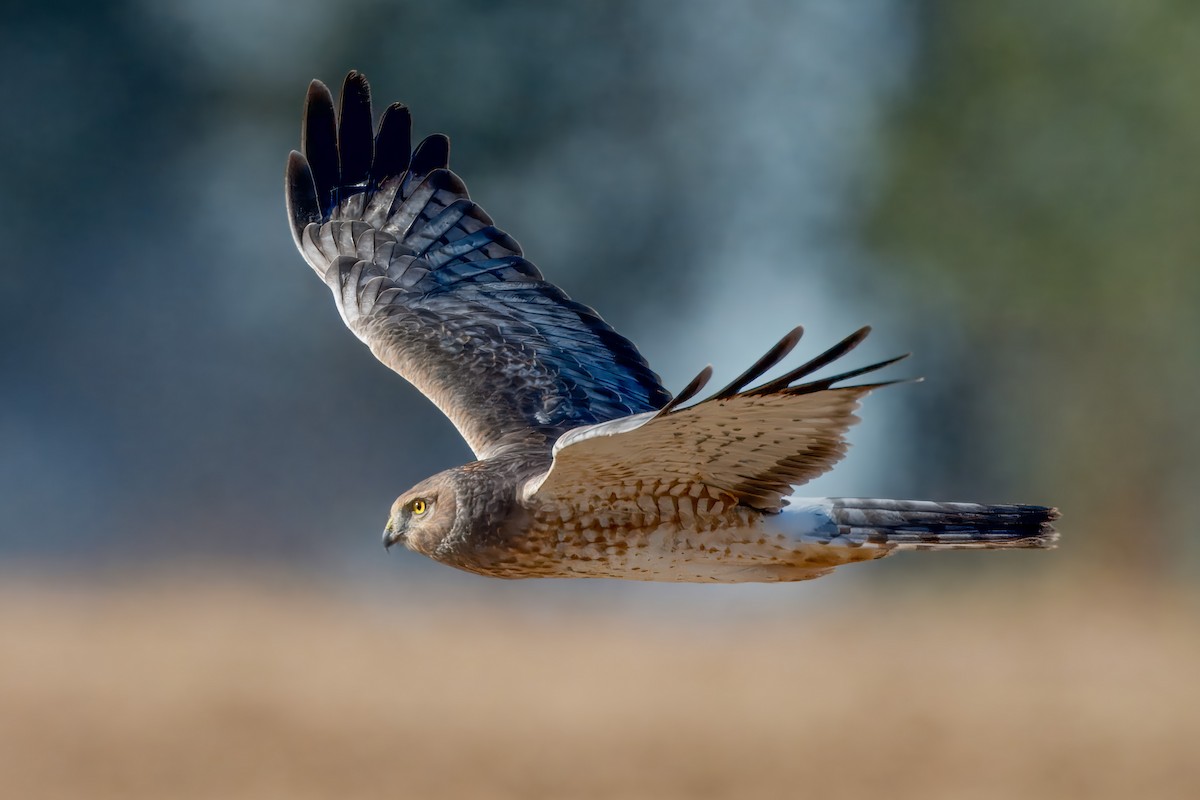 Northern Harrier - ML625156940