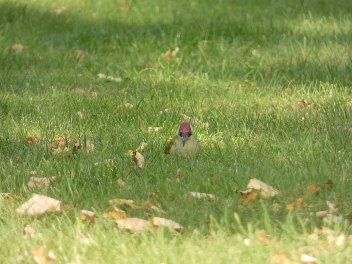 Eurasian Green Woodpecker - ML625157030