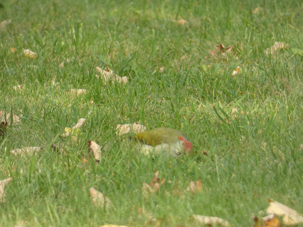 Eurasian Green Woodpecker - ML625157036