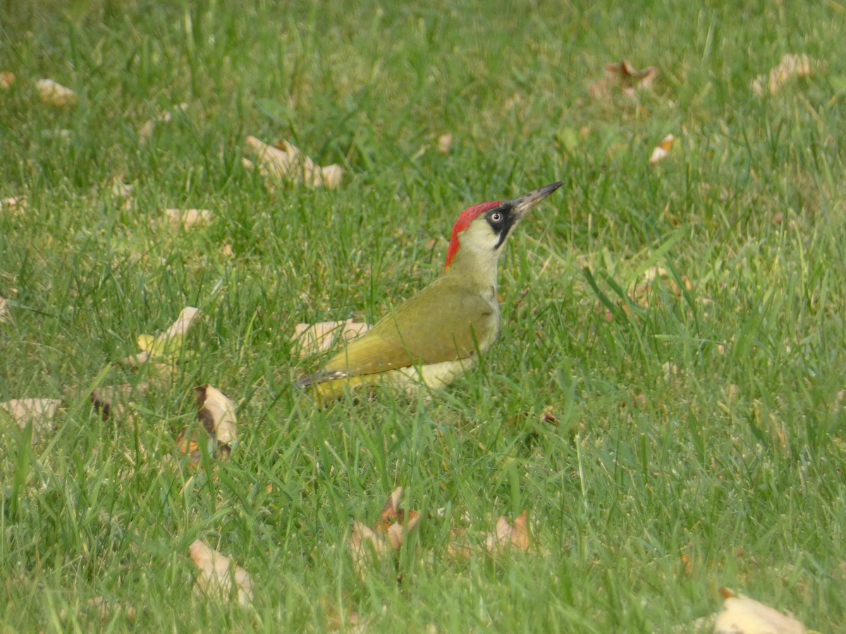 Eurasian Green Woodpecker - ML625157044