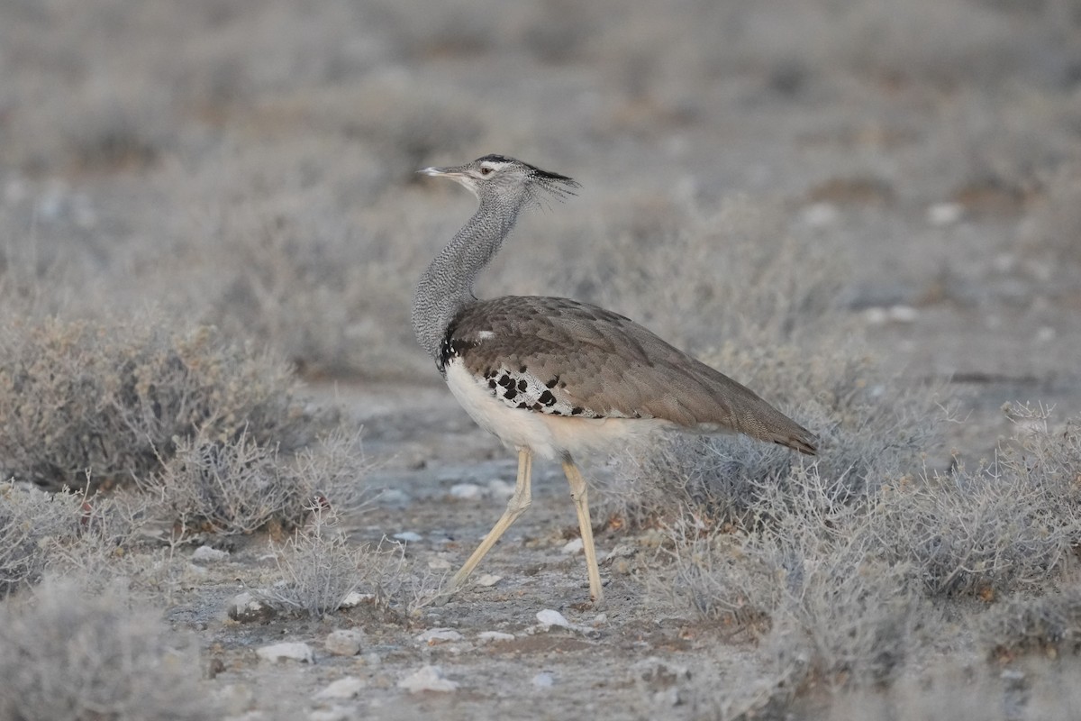 Kori Bustard - ML625157071