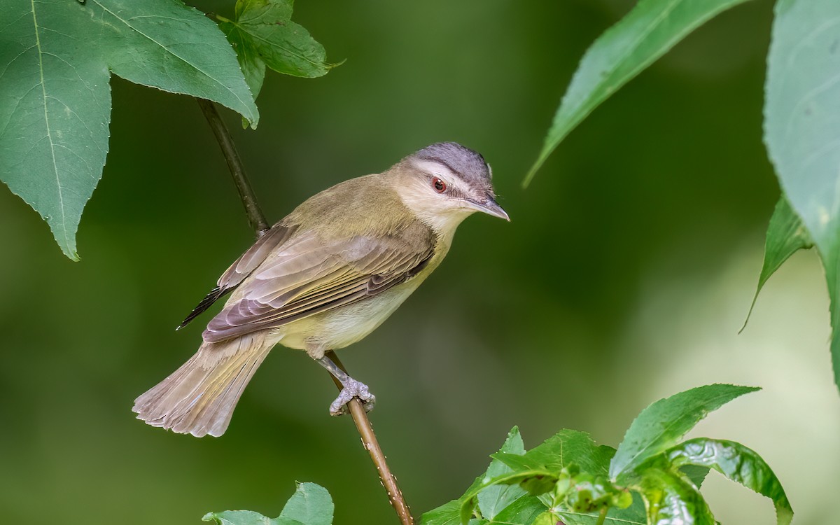 Red-eyed Vireo - ML625157081