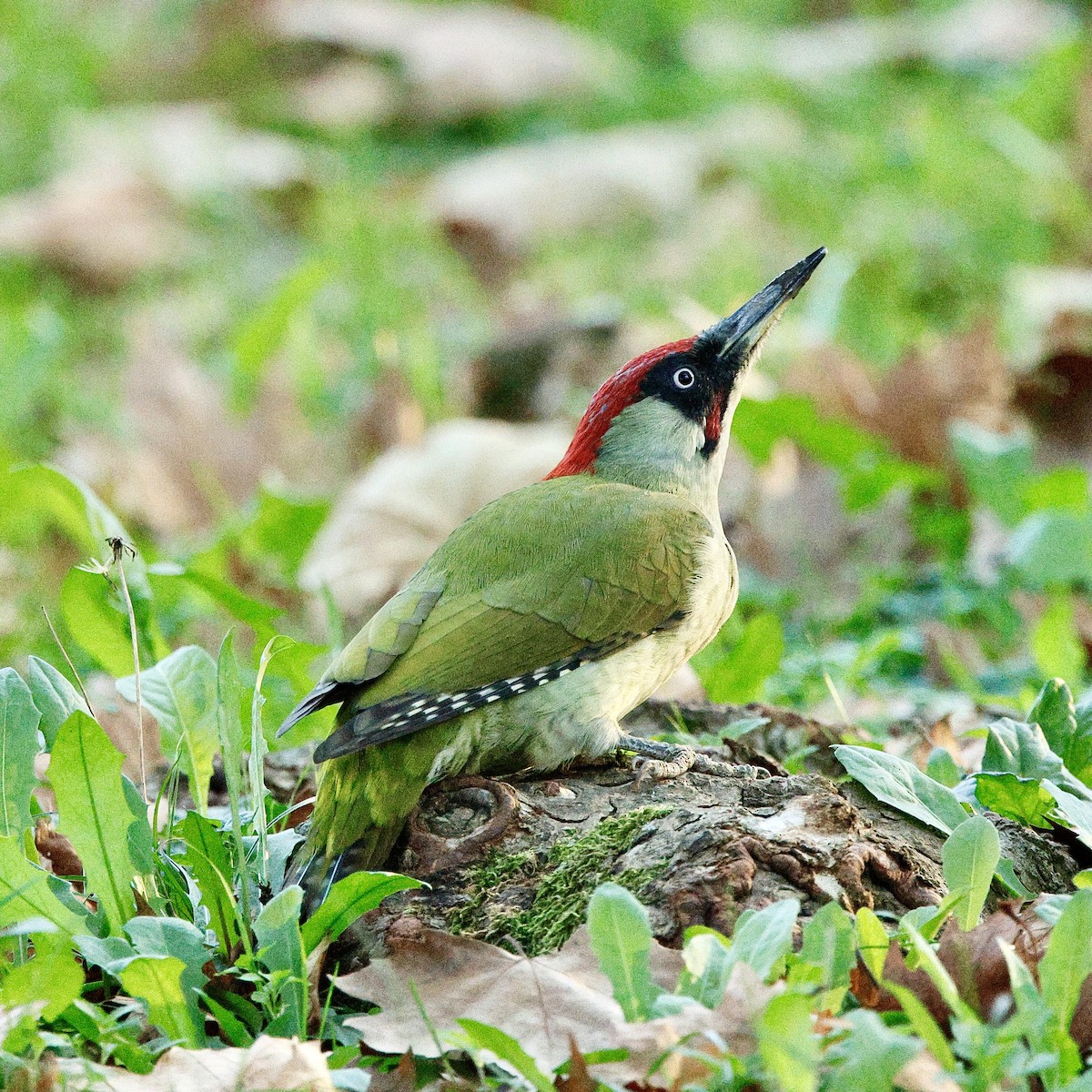 Eurasian Green Woodpecker - Dima Zubanov