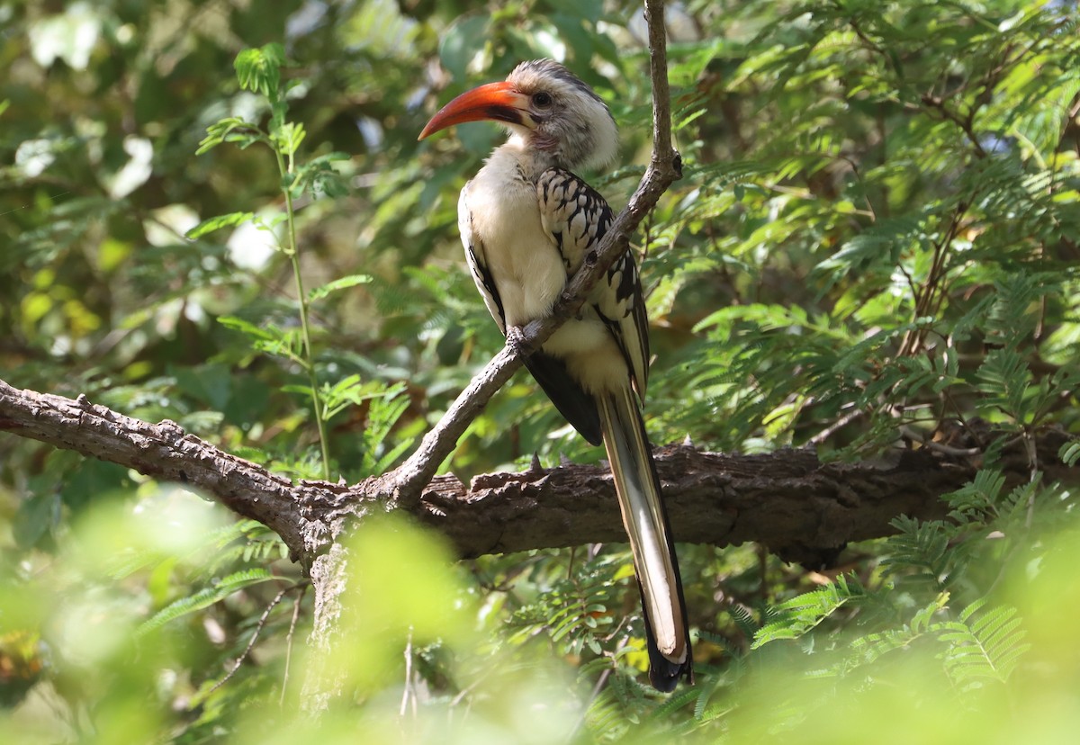 Northern Red-billed Hornbill - ML625157372
