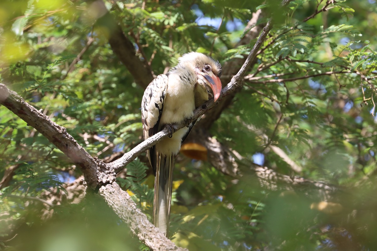 Northern Red-billed Hornbill - ML625157376