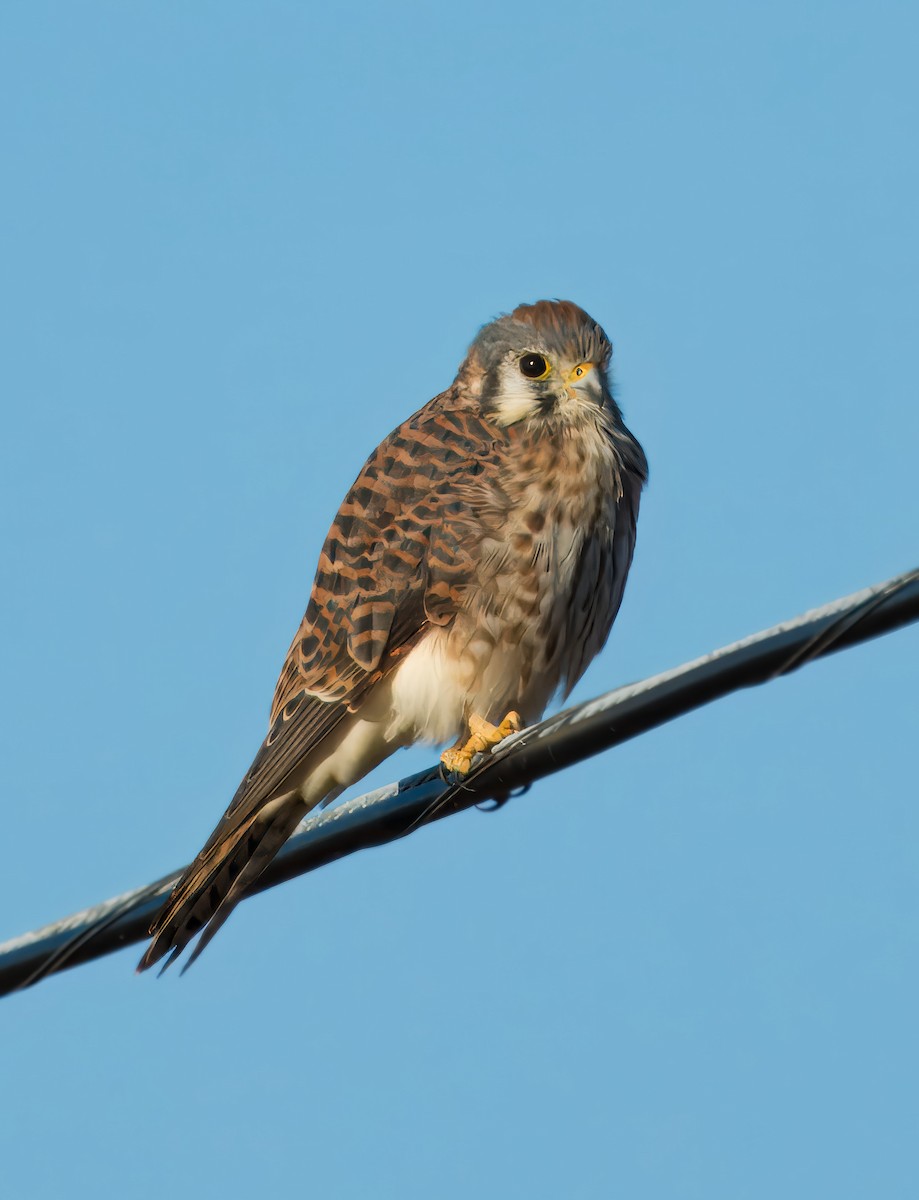 American Kestrel - ML625157406