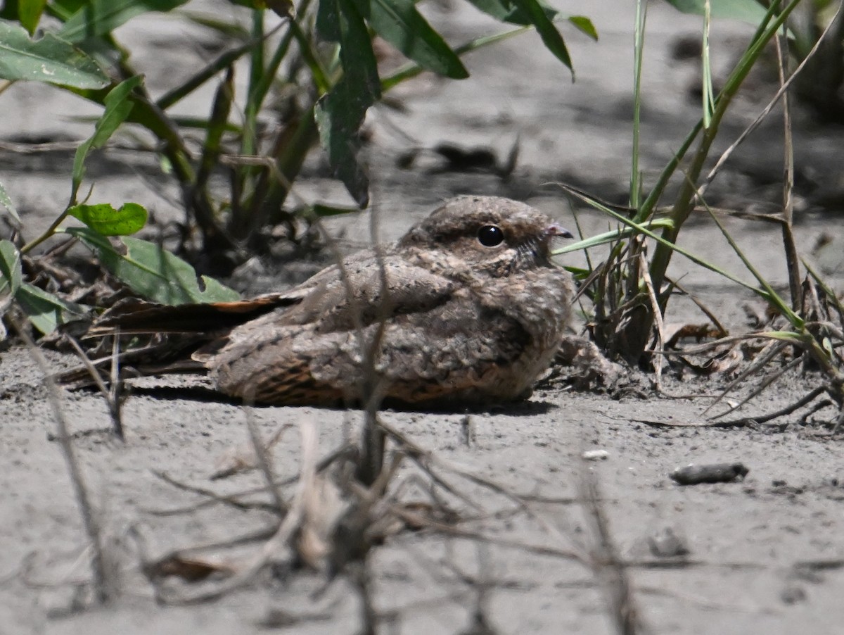 Ladder-tailed Nightjar - ML625157508