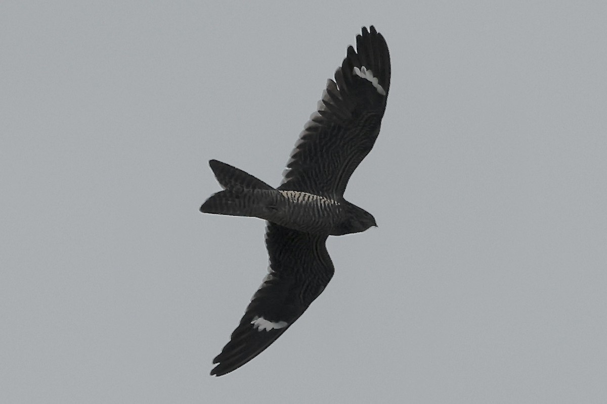 Common Nighthawk - ML625157570