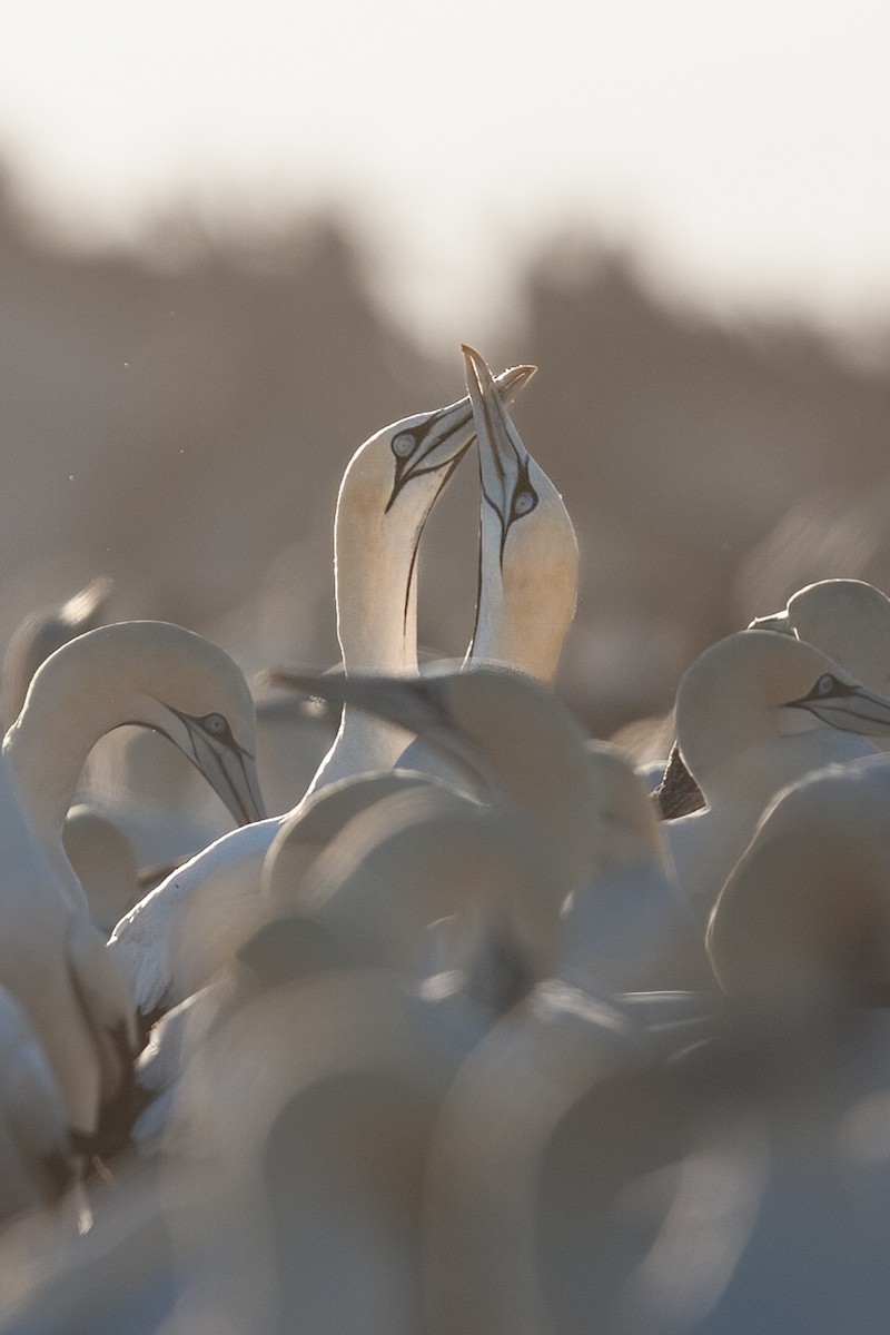 Cape Gannet - ML625157662