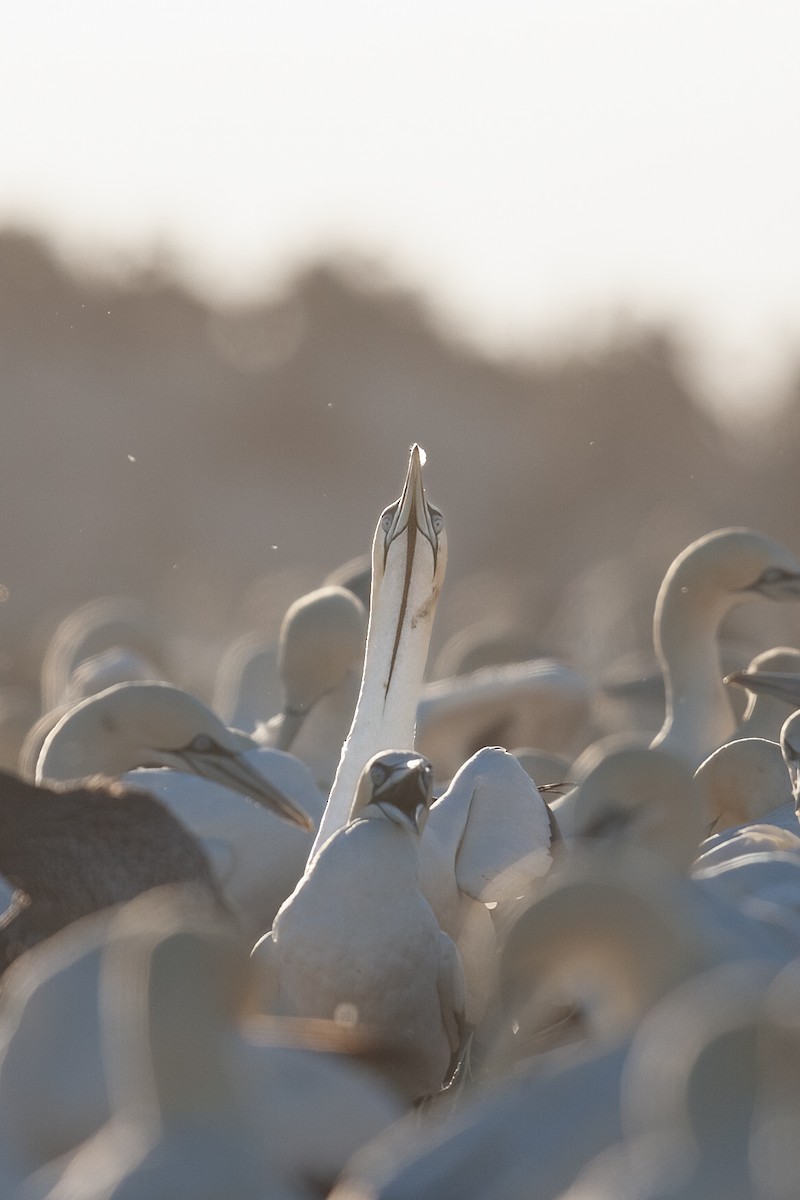 Cape Gannet - ML625157663