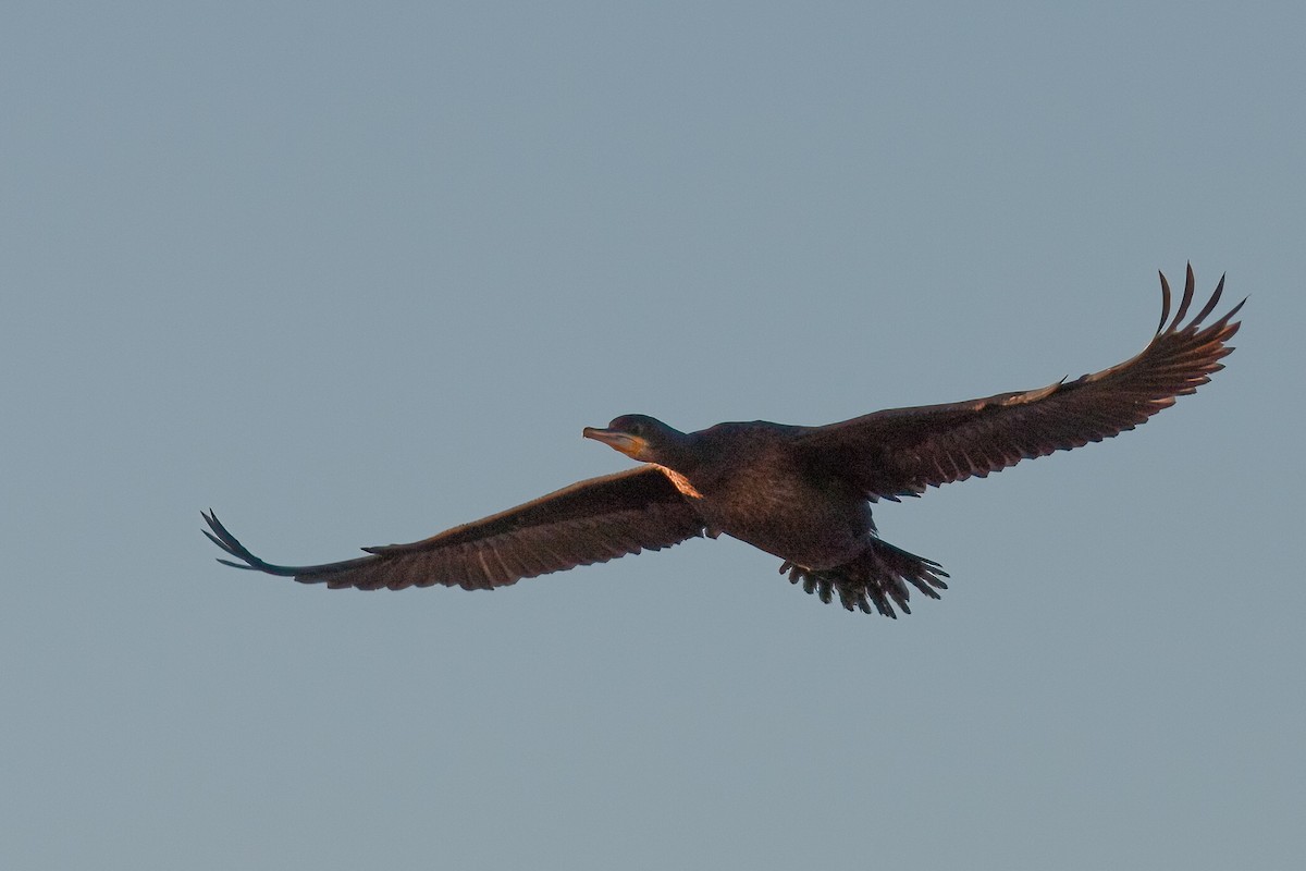 Cape Gannet - ML625157664