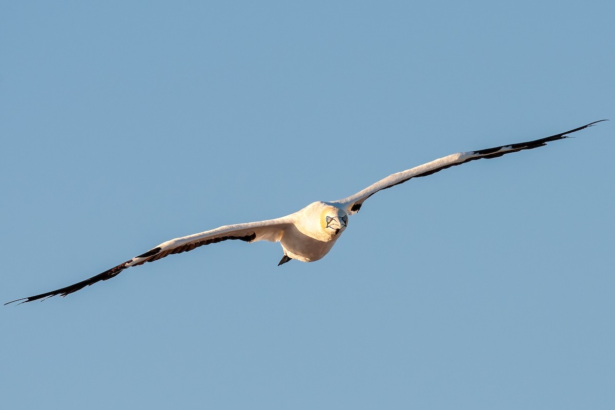 Cape Gannet - Mike “Champ” Krzychylkiewicz