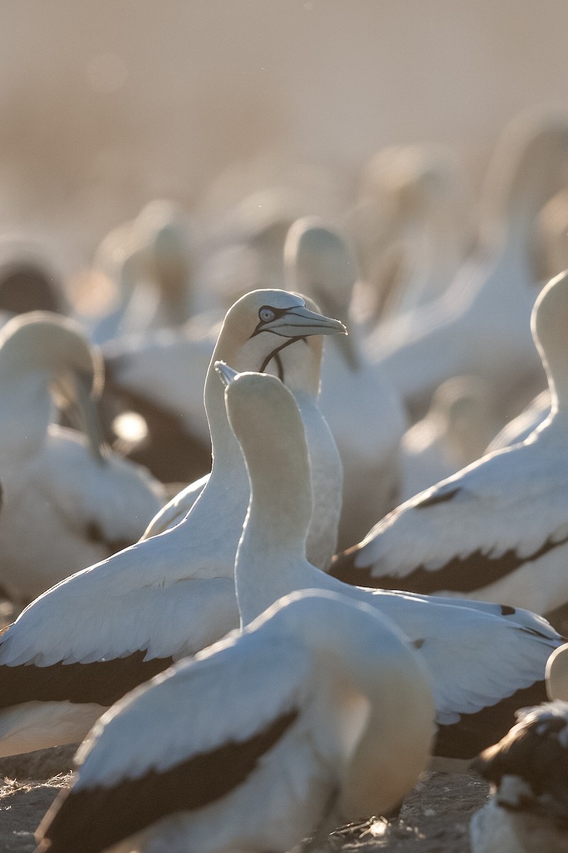 Cape Gannet - Mike “Champ” Krzychylkiewicz