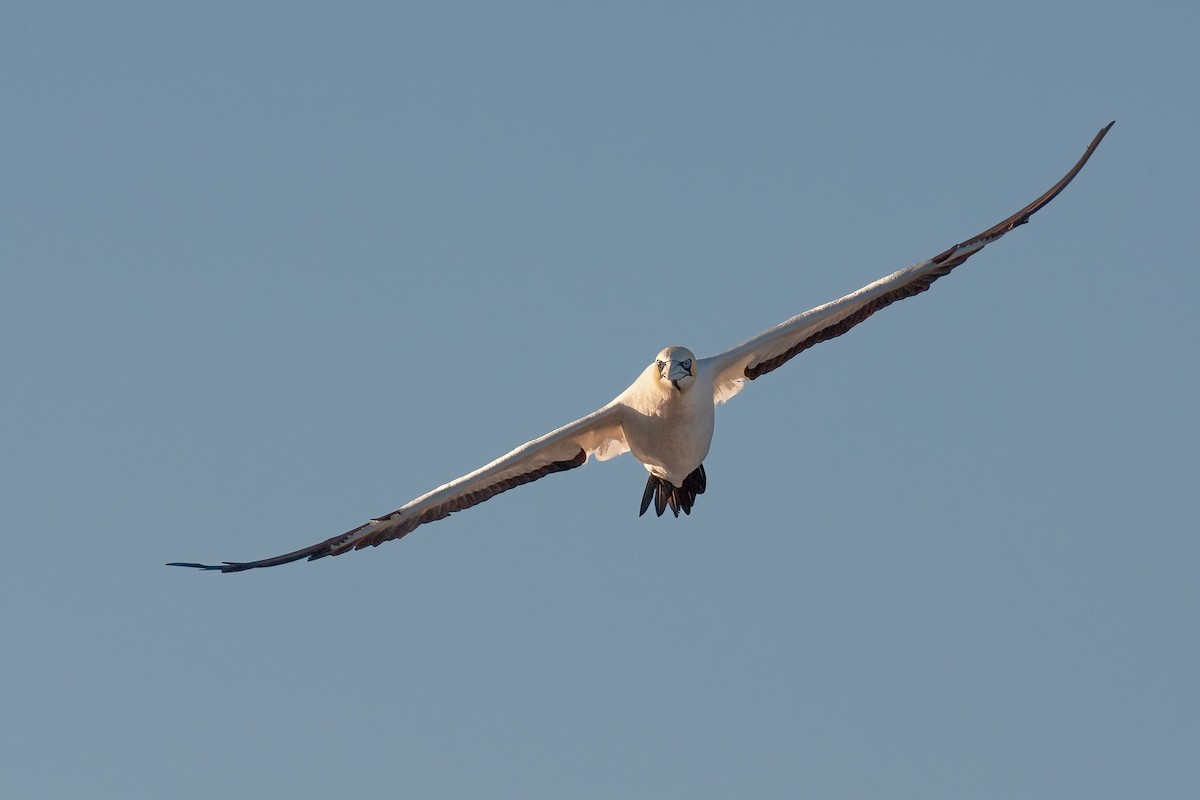 Cape Gannet - ML625157667