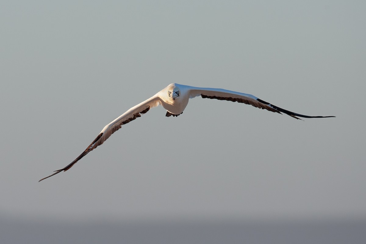 Cape Gannet - ML625157668