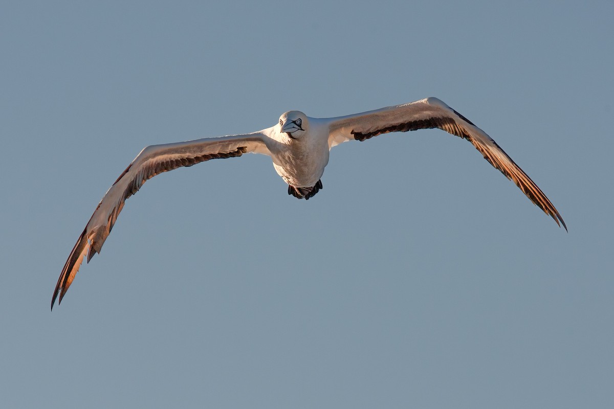 Cape Gannet - ML625157669