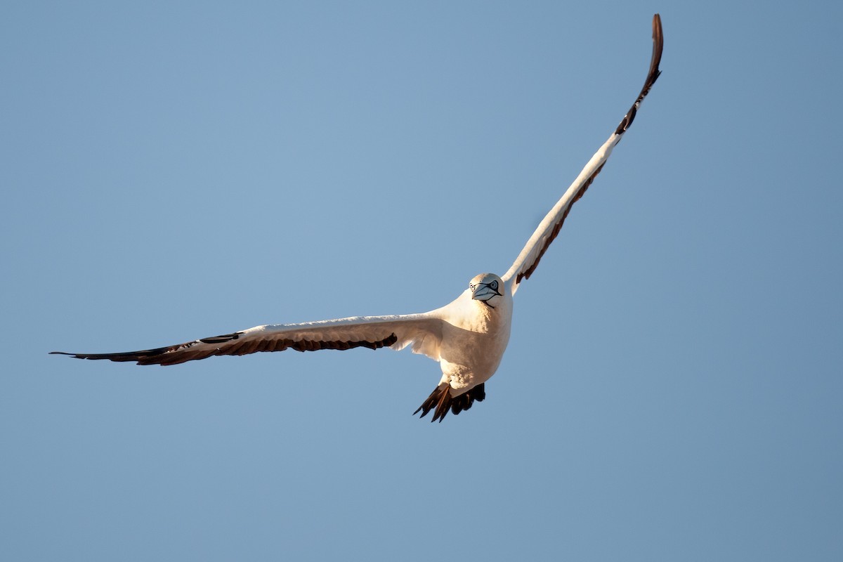 Cape Gannet - ML625157670