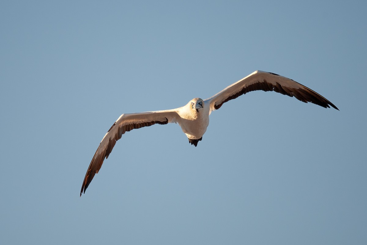 Cape Gannet - ML625157671