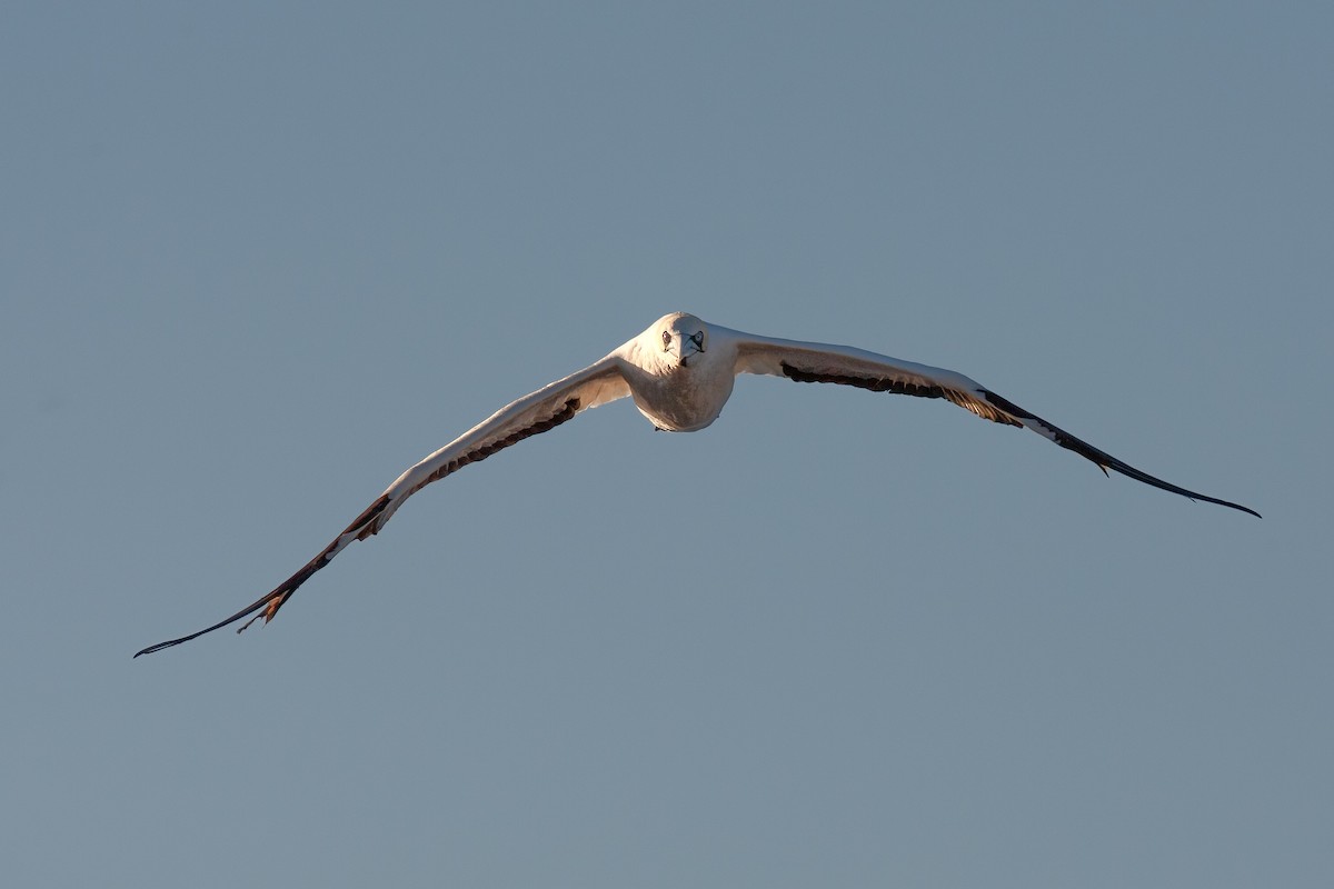 Cape Gannet - ML625157672