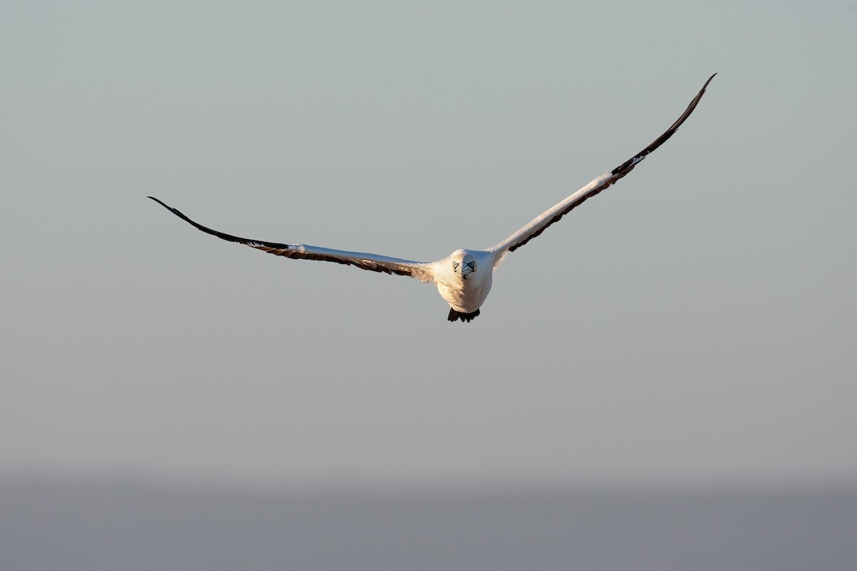 Cape Gannet - ML625157674