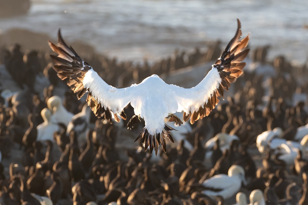 Cape Gannet - ML625157675