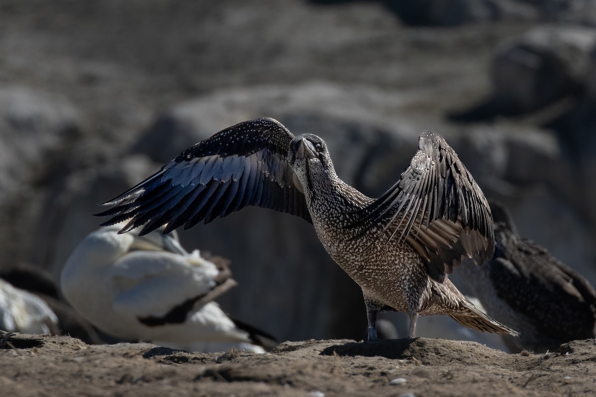 Cape Gannet - ML625157676