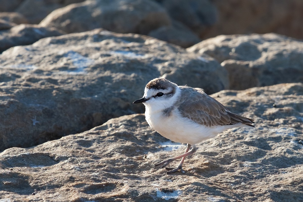 White-fronted Plover - ML625157721